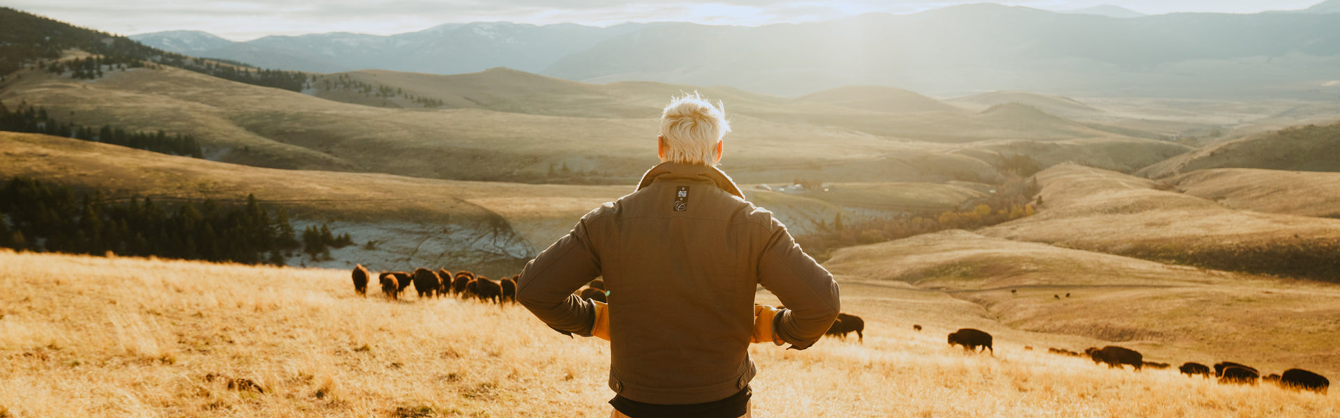 A cinematic photo of a man turned away from the camera in an open yellow field. There's cattle and mountains in the distance.