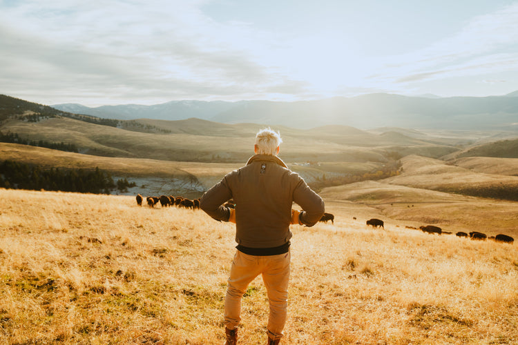 A cinematic photo of a man turned away from the camera in an open yellow field. There's cattle and mountains in the distance.