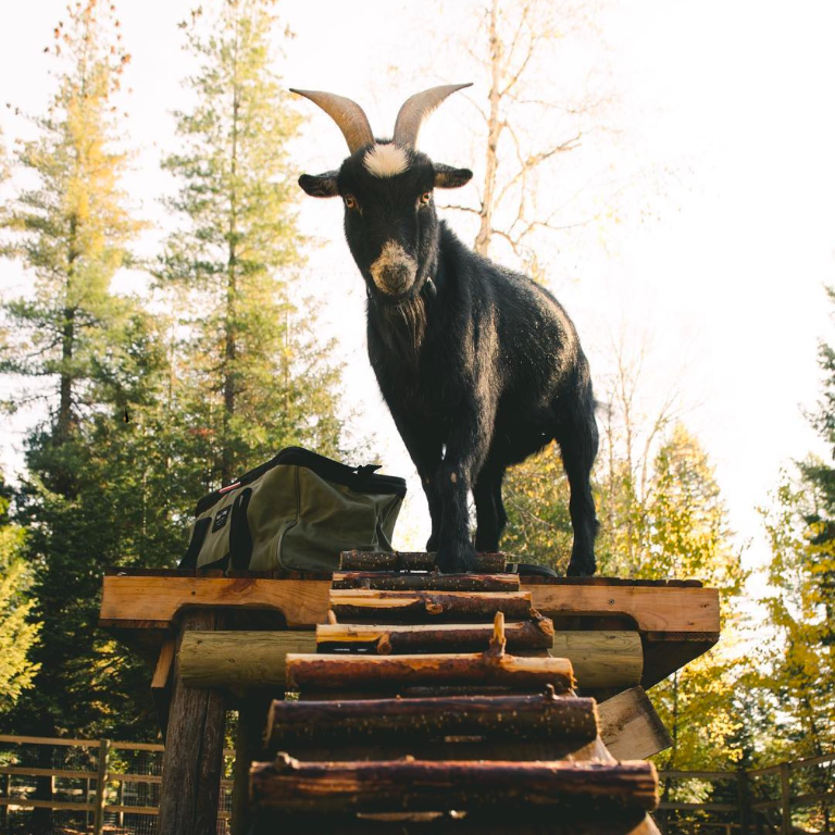Maxx the goat standing on a wooden platform